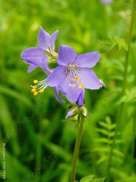 Obraz ハナシノブ