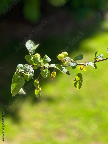 Fototapeta close up of crab apples growing on a tree branch