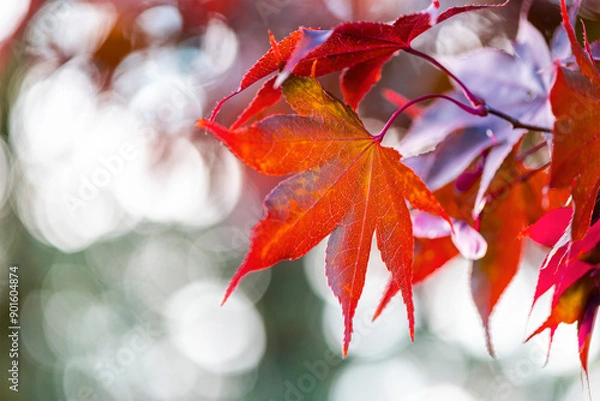 Fototapeta Detail of red orange leaves of Japanese maple in autumn.