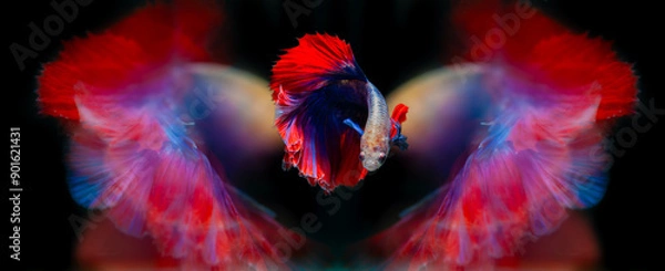 Fototapeta Colourful betta fish,Siamese fighting fish in movement isolated on black background. Capture the moving moment of colourful siamese fighting fish with clipping path.