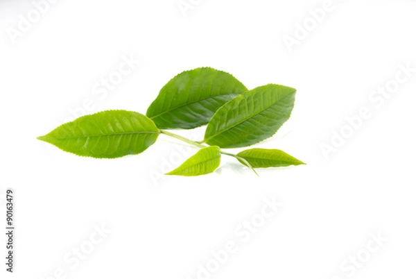 Obraz Green tea leaves on white background.