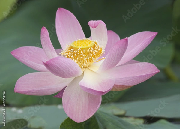 Obraz White water lily