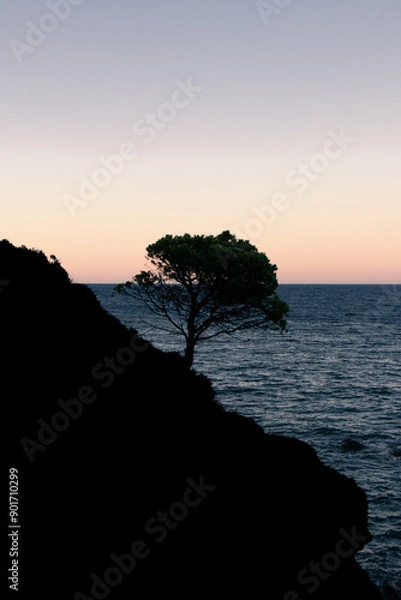 Fototapeta Costa Brava Pine Tree