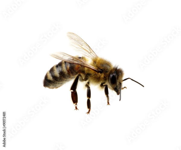 Fototapeta Bee
