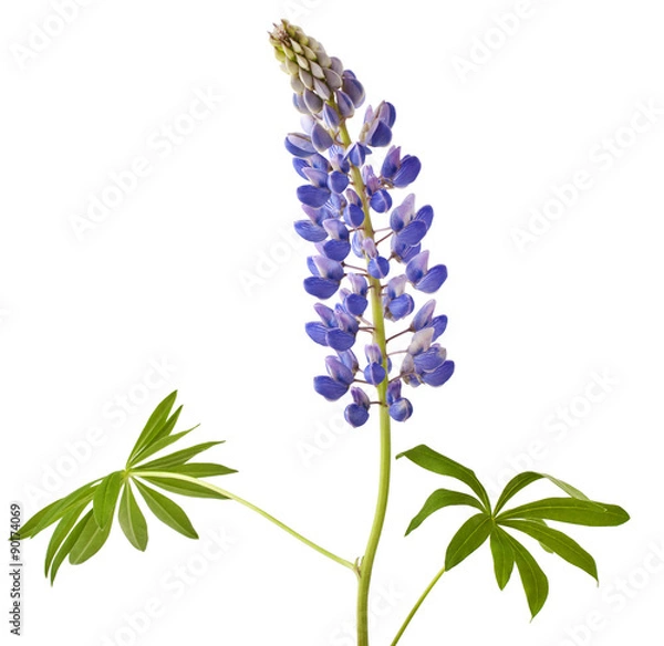 Obraz Lupine flower on a white background