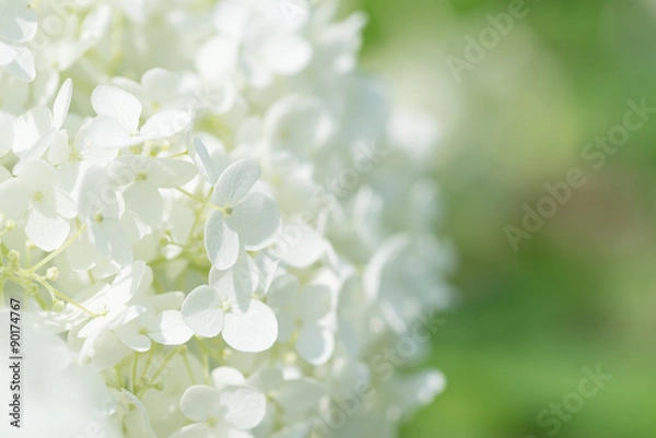 Fototapeta 白い紫陽花