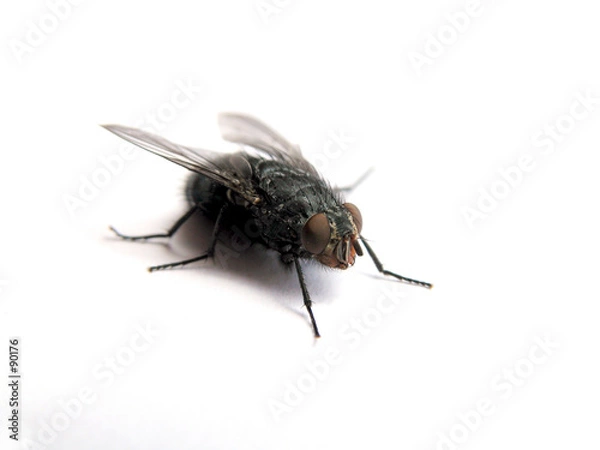 Obraz fly