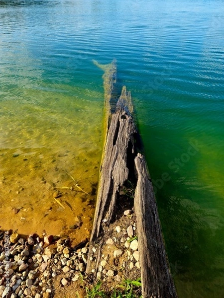 Obraz Widok, woda, słońce, wakacje, relaks, natura, drzewo w wodzie