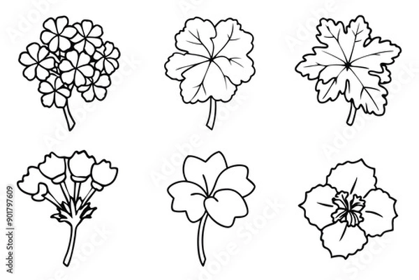 Fototapeta Geranium line art illustration Design Concepts