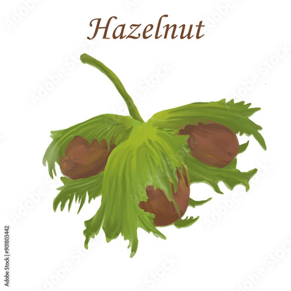 Obraz Hazelnut element with text on isolated background