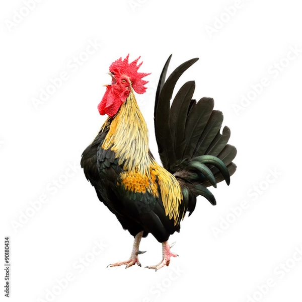 Obraz Rooster isolated on white background