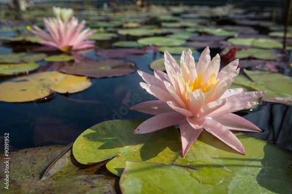 Fototapeta Pink Lily
