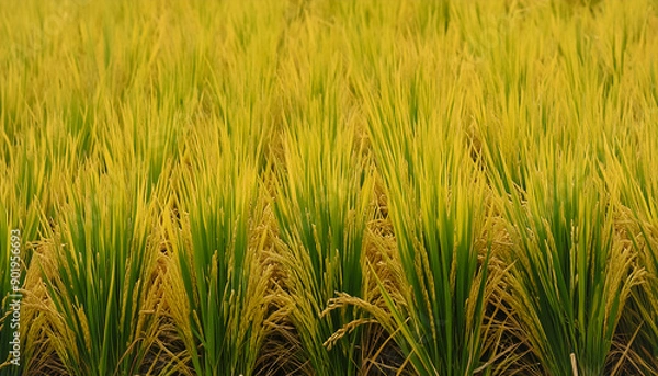 Obraz close up rice plants or paddy pattern texture background.