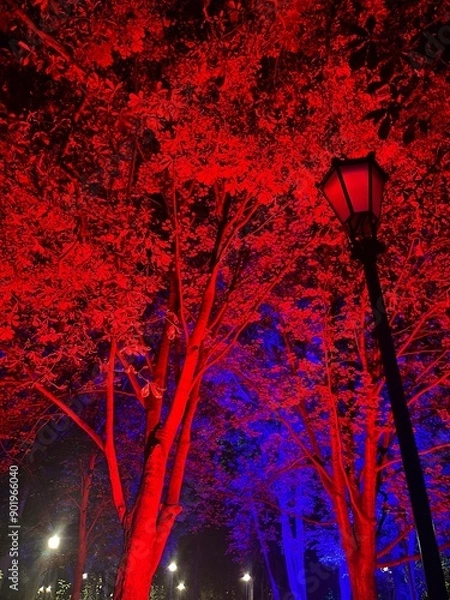 Obraz trees in red light