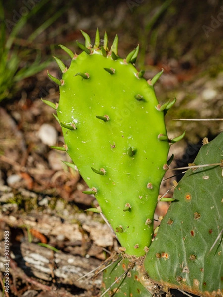 Fototapeta Prickly Pear Cactus out in the woods.