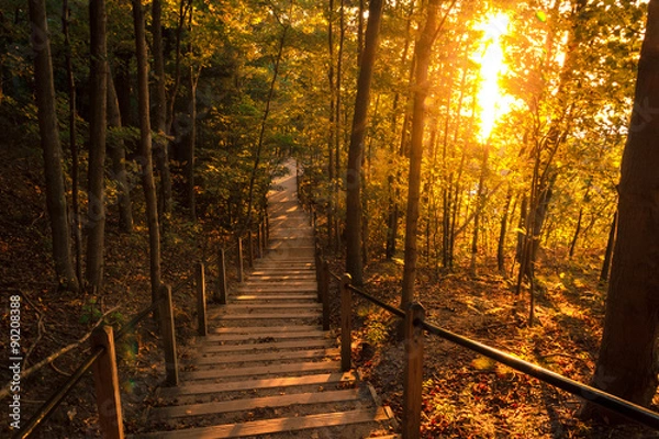 Fototapeta Tranquil Forest Path at Sunset. Inviting Natural Beauty with Attractive Copy Space.
