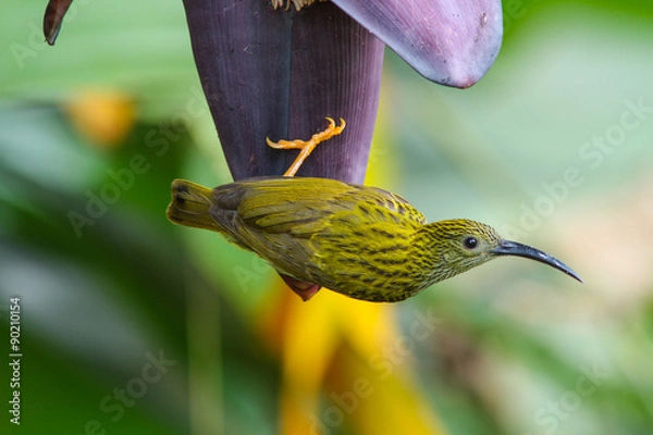 Obraz Streaked Spiderhunter bird