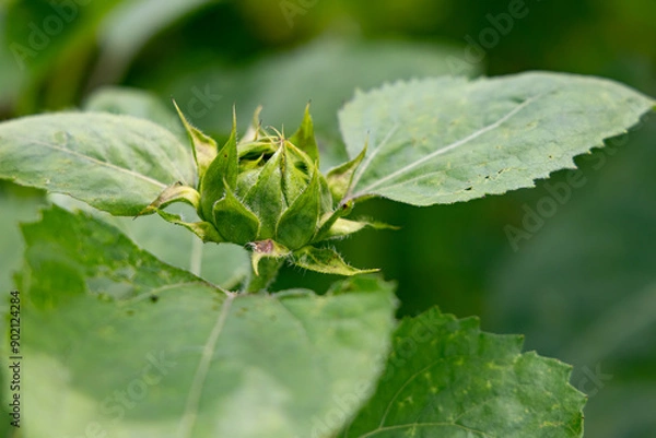 Fototapeta Closeup of sunflower bud tightly closed waiting to mature and bloom.