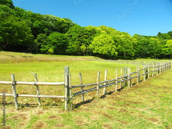 Fototapeta 竹垣のある初夏の草原風景