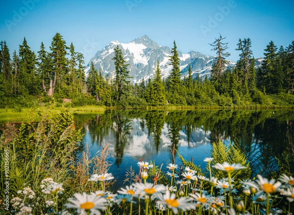 Fototapeta Calm day at Picture Lake with a perfect reflection of Mount Shuksan, framed by flowers