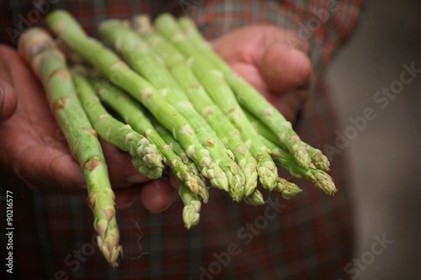 Fototapeta Bunch of asparagus with hands