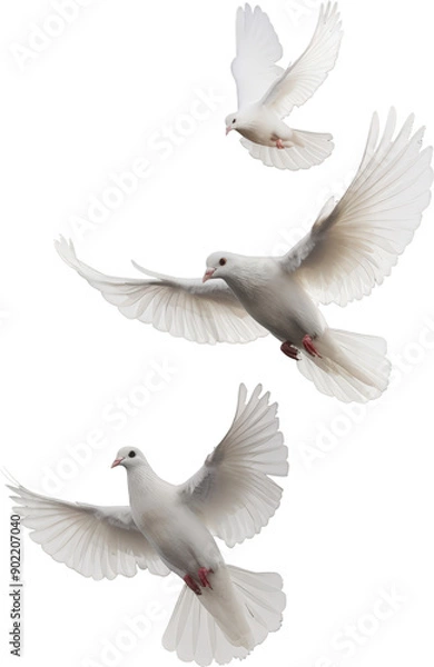 Obraz Three white doves