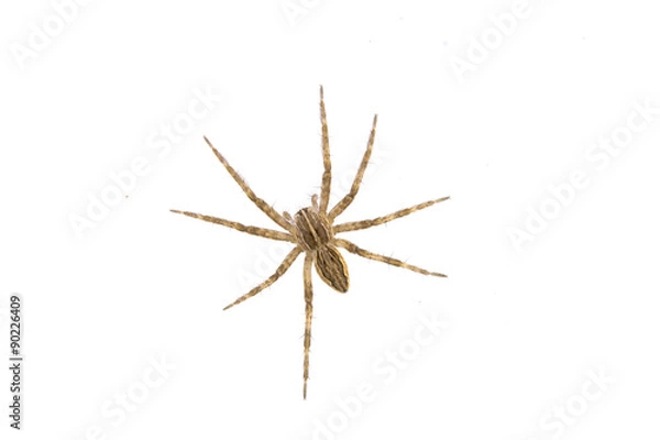 Obraz Brown spider on a white background