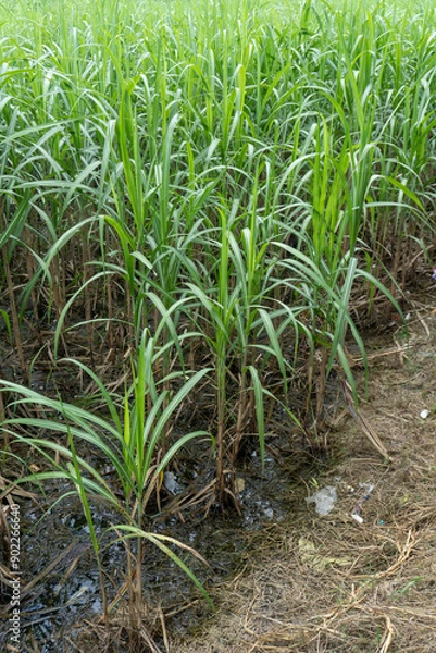 Obraz Sugarcane field with white isolated background.