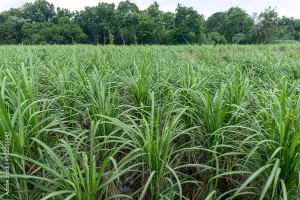 Obraz Sugarcane field with white isolated background.
