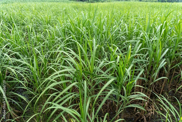 Obraz Sugarcane field with white isolated background.