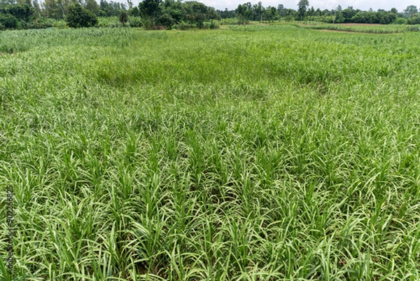 Obraz Sugarcane field with white isolated background.