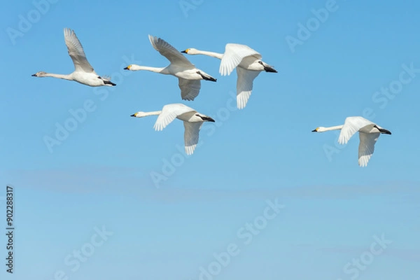 Fototapeta 【資料：渡り鳥】力強く飛ぶ白鳥