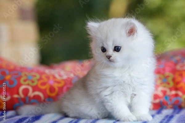 Fototapeta Красивый серебристый котенок