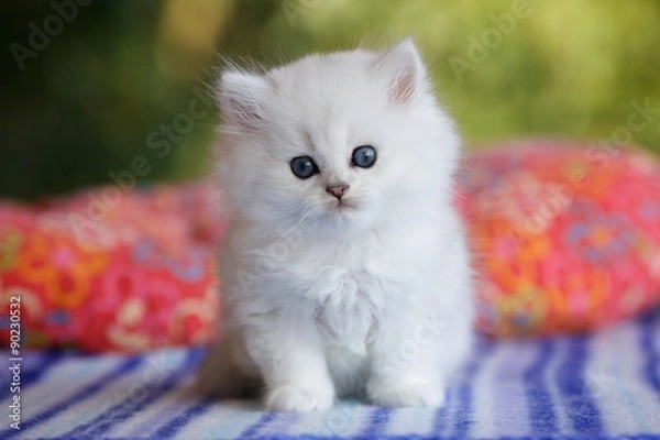 Fototapeta Котенок сидит на полосатом пледе