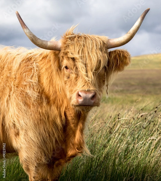 Obraz Highland Cow