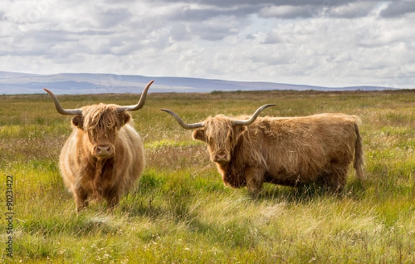 Obraz Pair of Highland Cattle