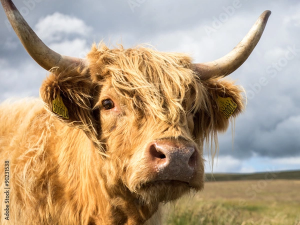 Obraz Close Up of Highland Cow
