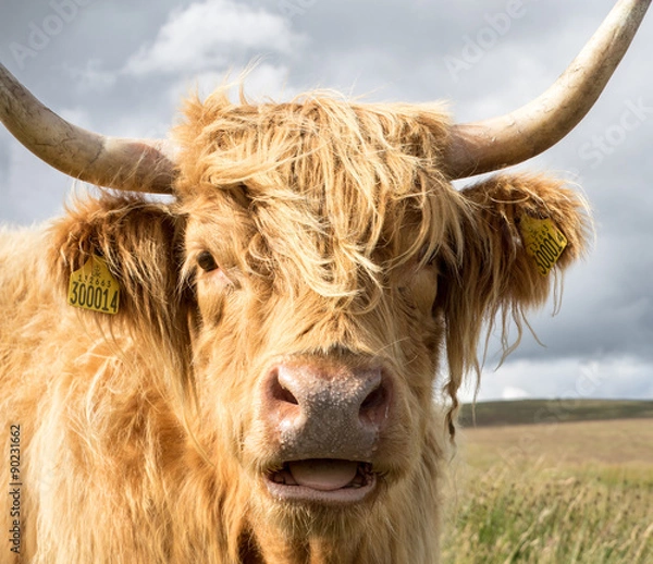 Obraz Close Up of Highland Cow