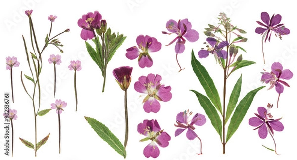 Fototapeta Pressed and dried delicate lilac flowers fireweed (epilobium collinum) on stem with green leaves. Isolated on white background. For use in scrapbooking, floristry or herbarium.