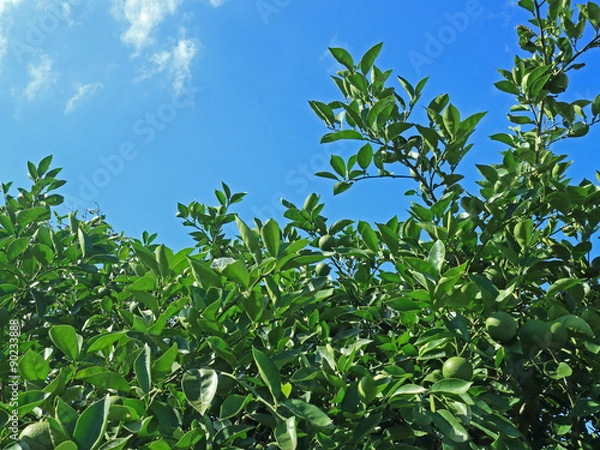 Obraz カボスの木