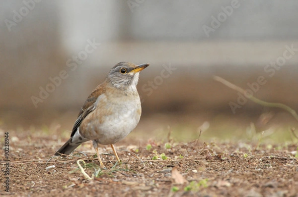 Fototapeta 地面のシロハラ