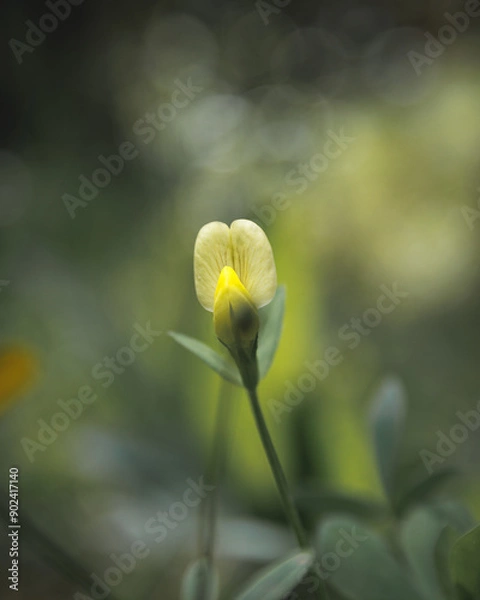 Fototapeta Flor amarilla 