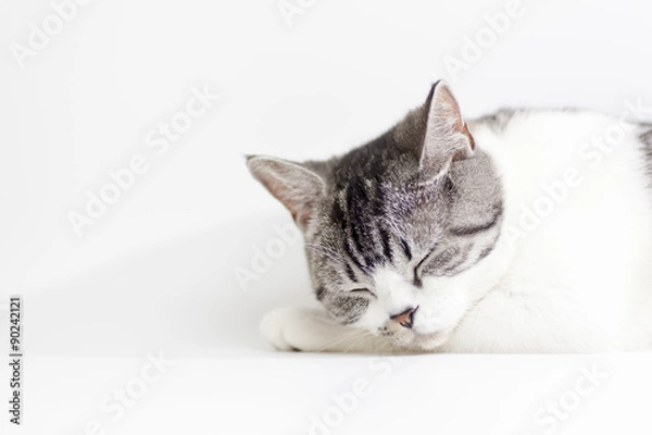 Fototapeta お昼寝ペット