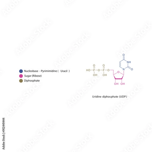 Obraz Uridine diphosphate (UDP) skeletal structure schematic illustration, Nucleoside molecule.