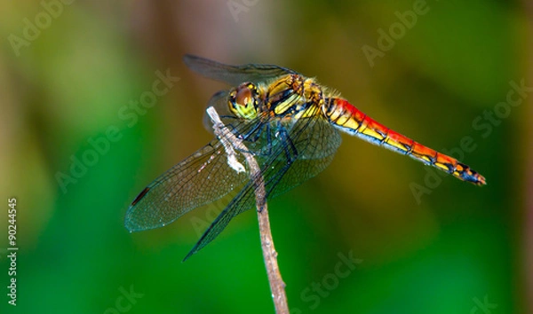 Obraz стрекоза