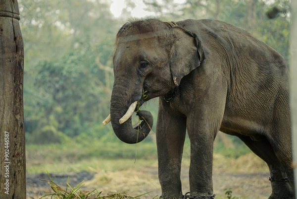 Obraz elephant in the zoo