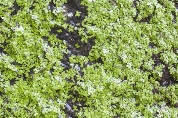 Fototapeta Duckweed