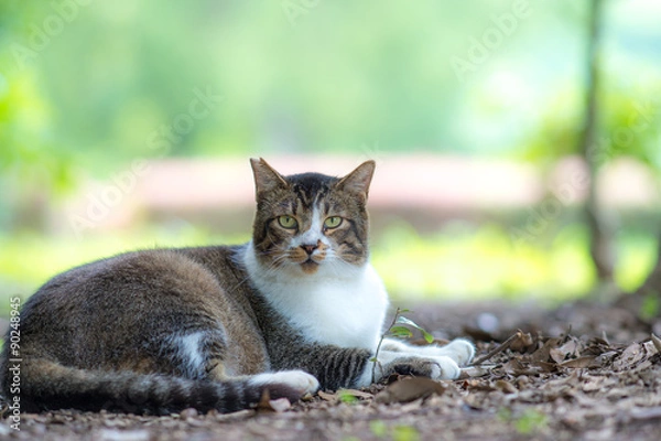 Obraz 緑の中ののらねこ