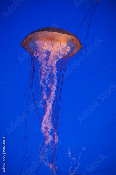 Obraz Jellyfish