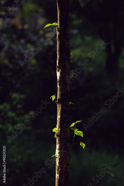 Fototapeta 햇빛을 받은 나무